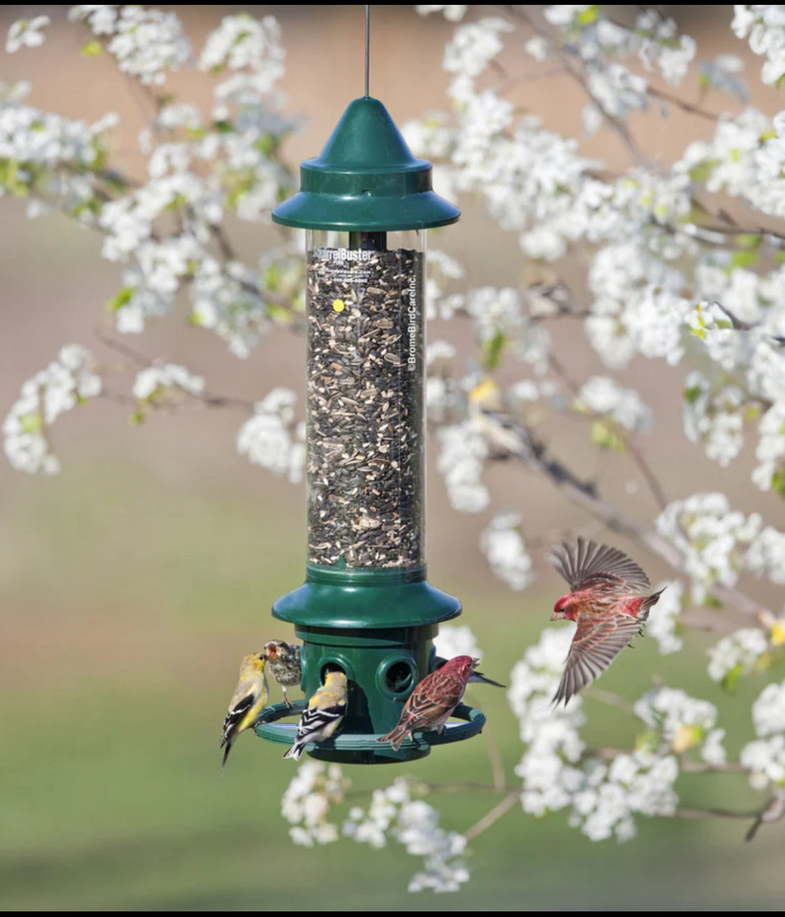 New Other Brome Squirrel Buster Plus Bird Feeder With 5.2lb. Capacity, Green